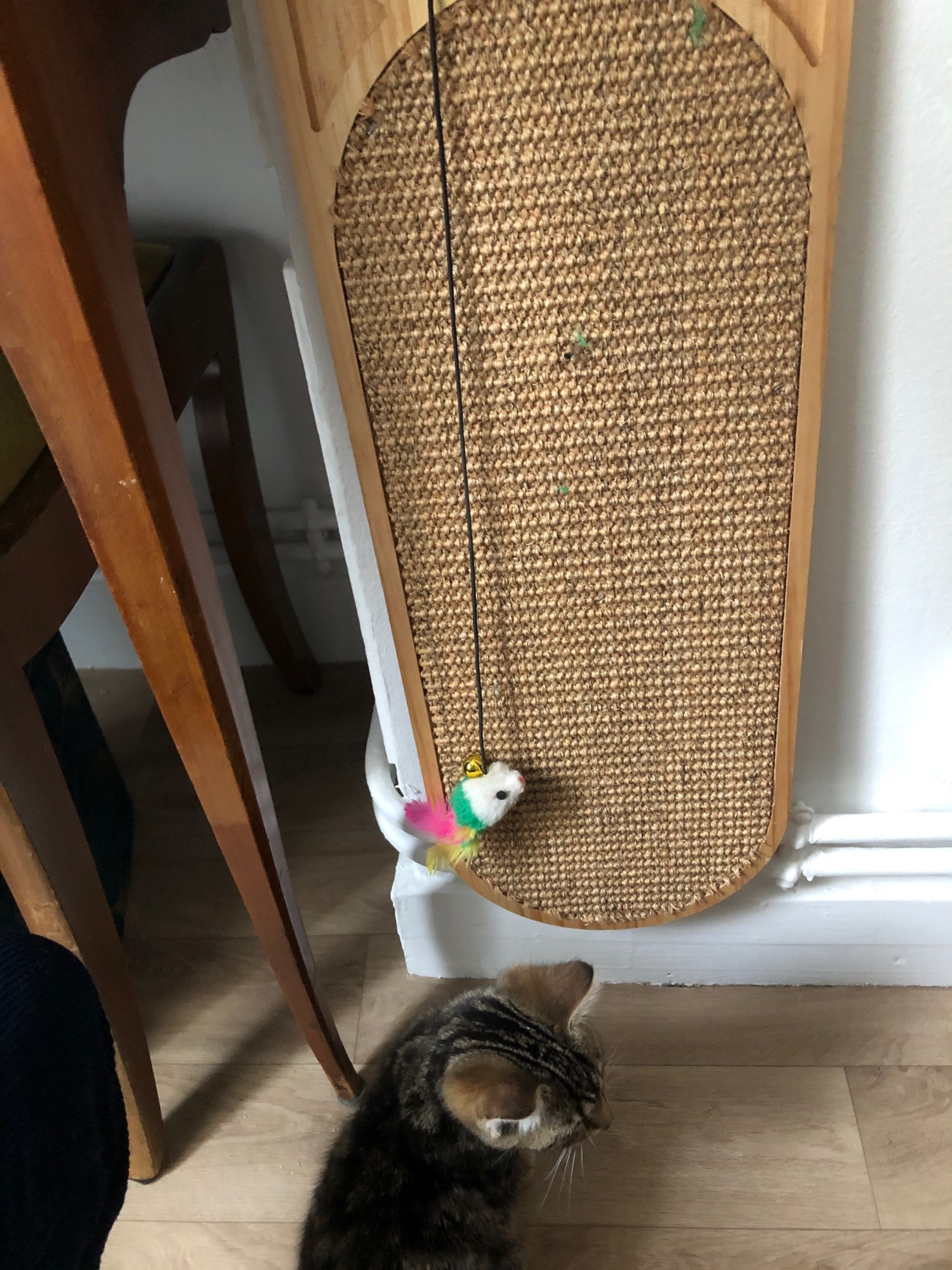 Cat's Wall Mounted Scratcher