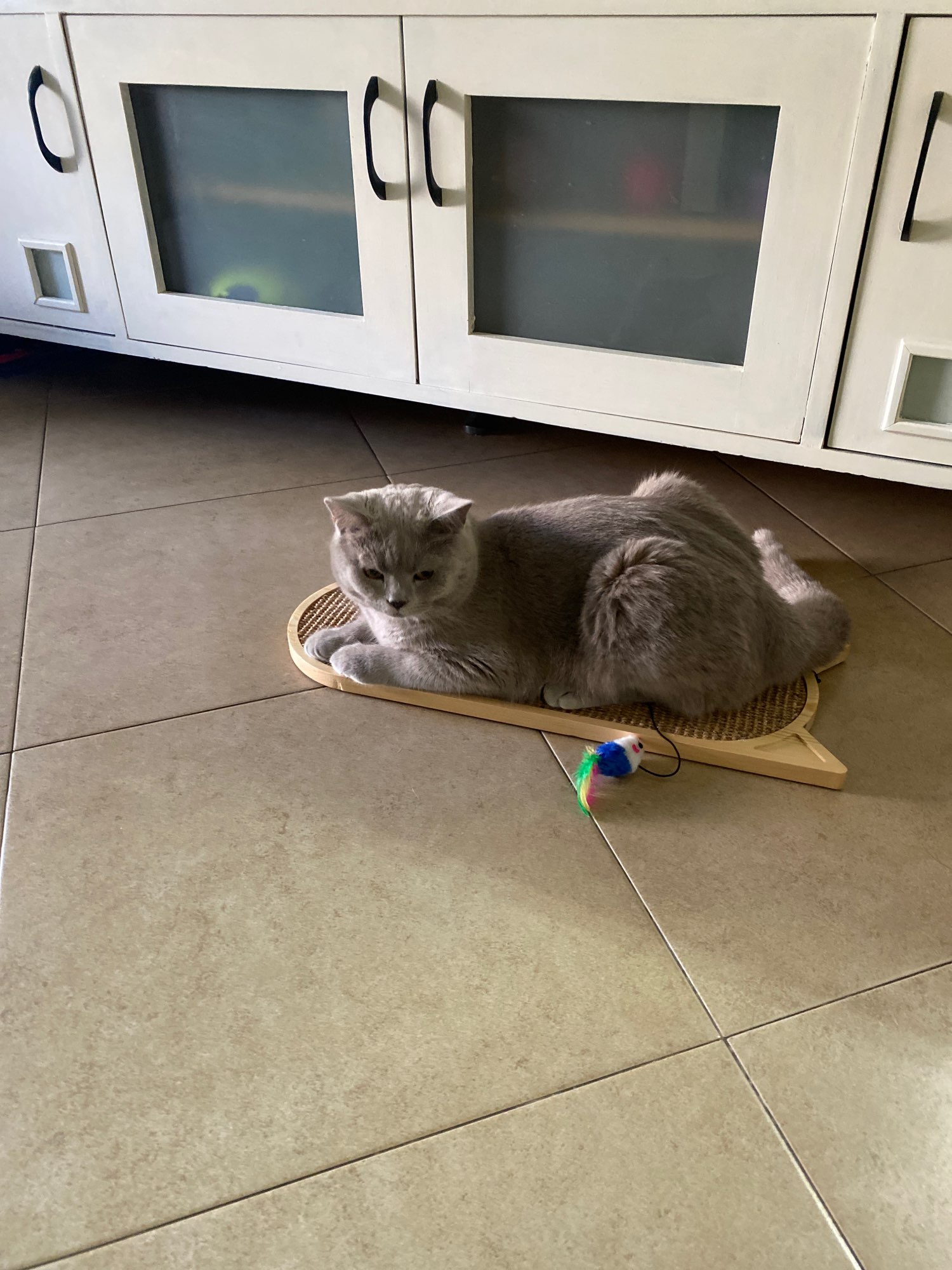 Cat's Wall Mounted Scratcher