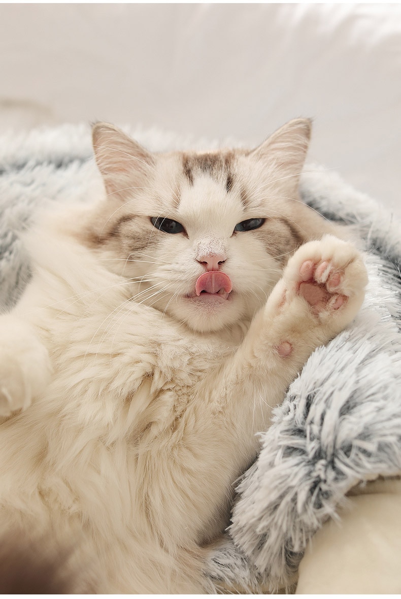 Cats Round Plush Bed